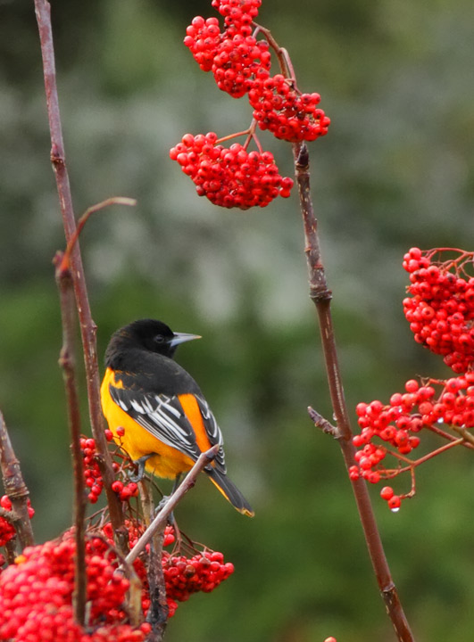 Baltimore Oriole
