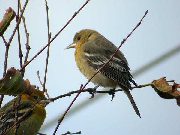 Baltimore Oriole