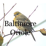 Baltimore Oriole