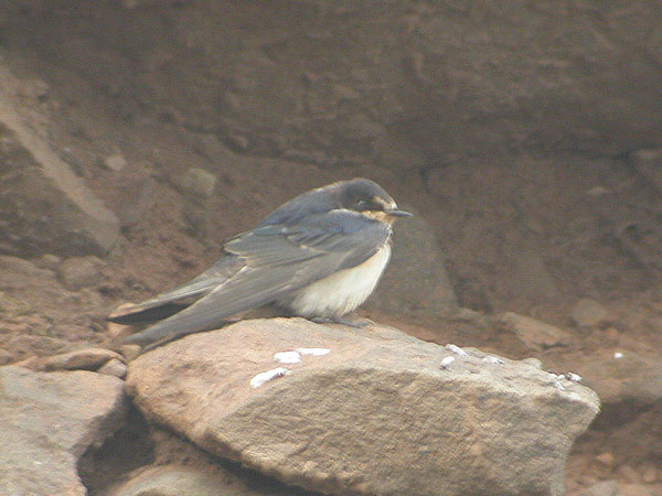 Barn Swallow
