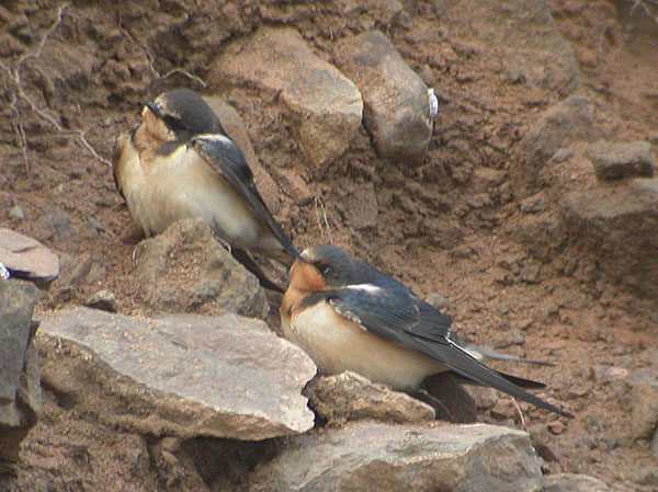 Barn Swallow