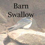 Barn Swallow