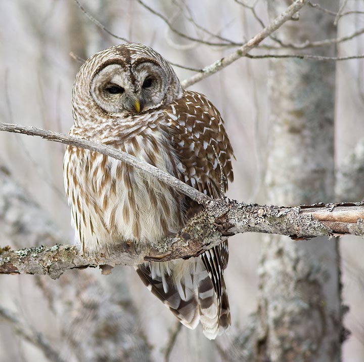 Barred Owl