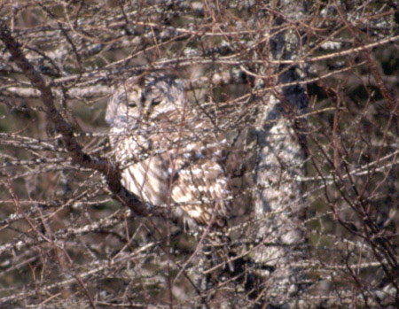 camouflaged Barred Owl