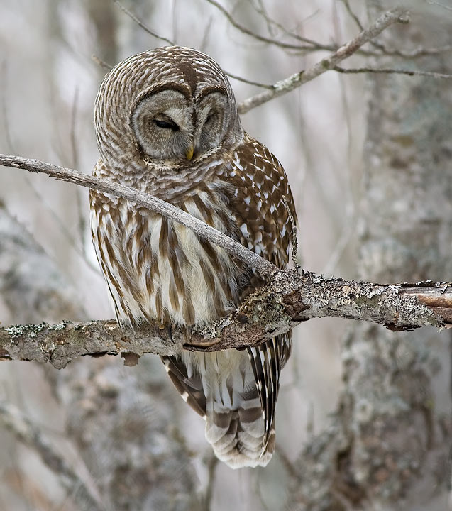 Barred Owl