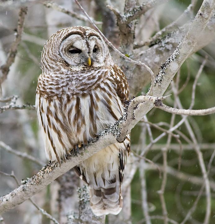 Barred Owl