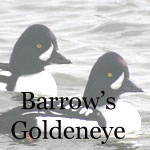 Barrow's Goldeneye