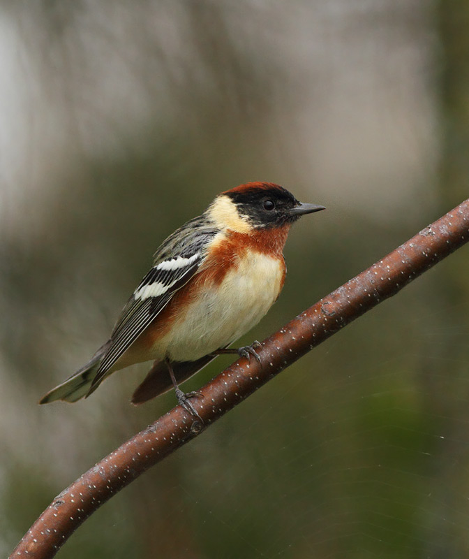 Bay-breasted Warbler