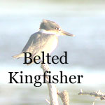 Belted Kingfisher