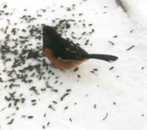 Eastern Towhee