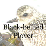 Black-bellied Plover