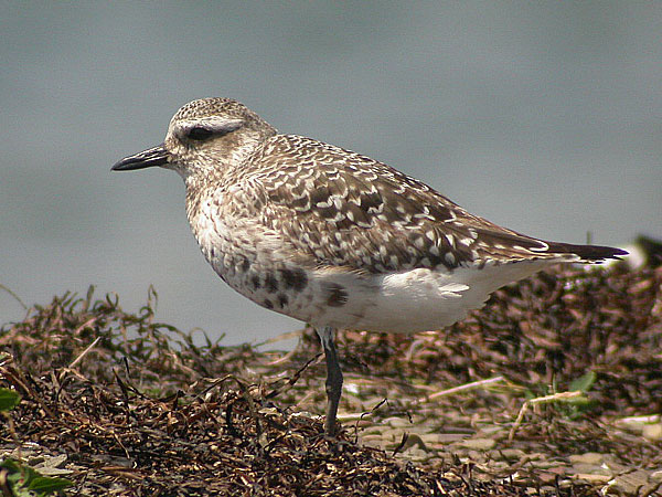 Black-bellied Plover
