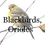 Blackbirds, Grackles, Cowbirds, Orioles