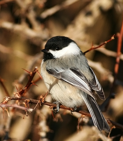 Black-capped Chickadee