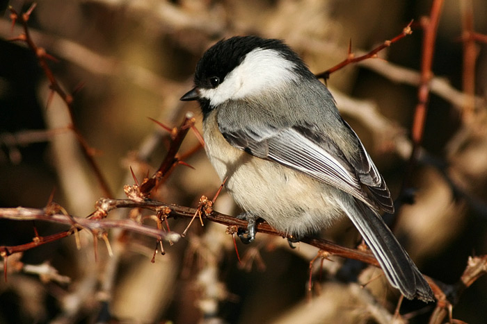 Black-capped Chickadee