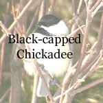Black-capped Chickadee