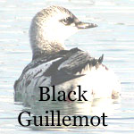 Black Guillemot
