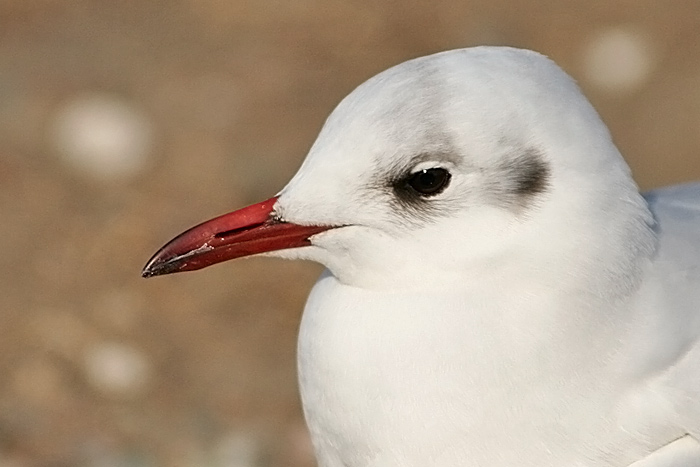 Black-headed Gull