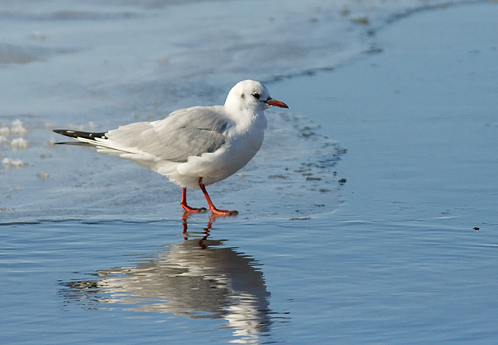 Black-headed Gull