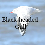 Black-headed Gull
