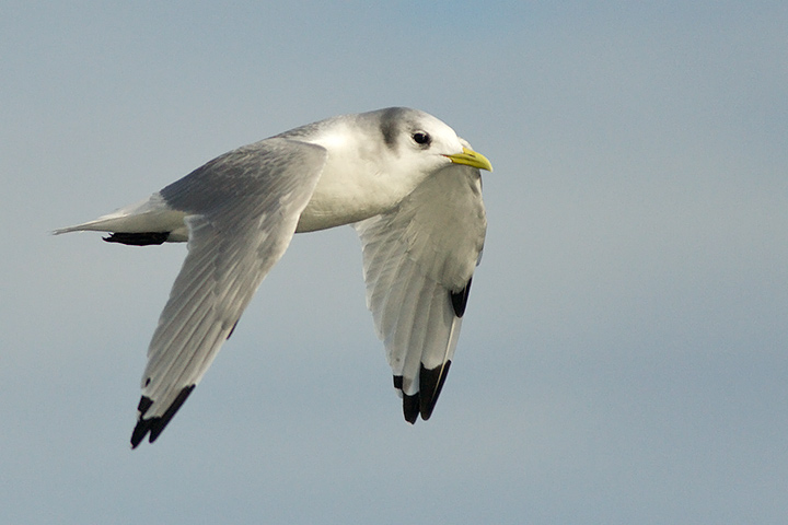 Black-legged Kittiwake
