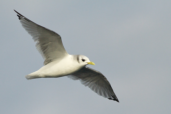 Black-legged Kittiwake