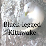 Black-legged Kittiwake