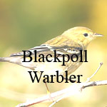 Blackpoll Warbler