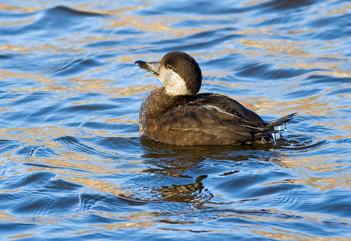 Black Scoter
