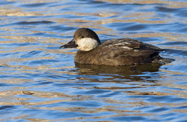 Black Scoter