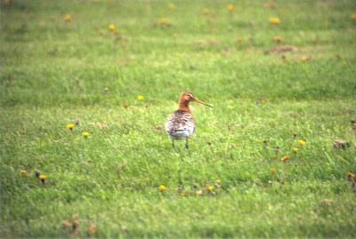Black-tailed Godwit