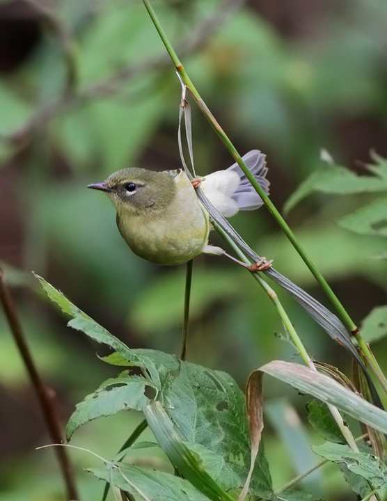 Black-throated Blue Warbler