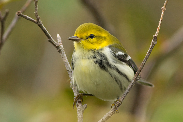 Black-throated Green Warbler
