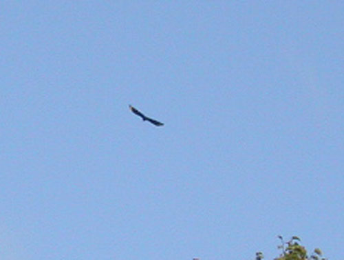 Black Vulture