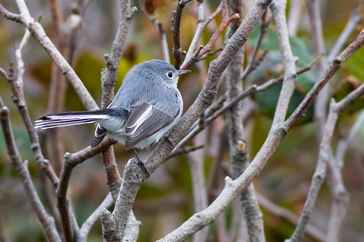 Blue-gray Gnatcatcher
