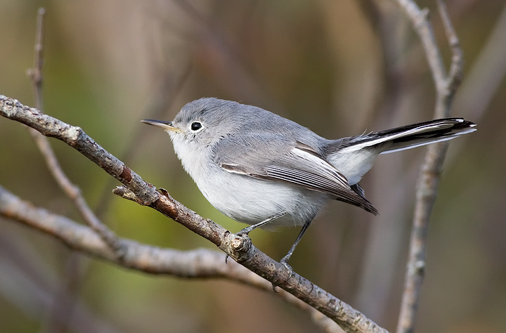 Blue-gray Gnatcatcher