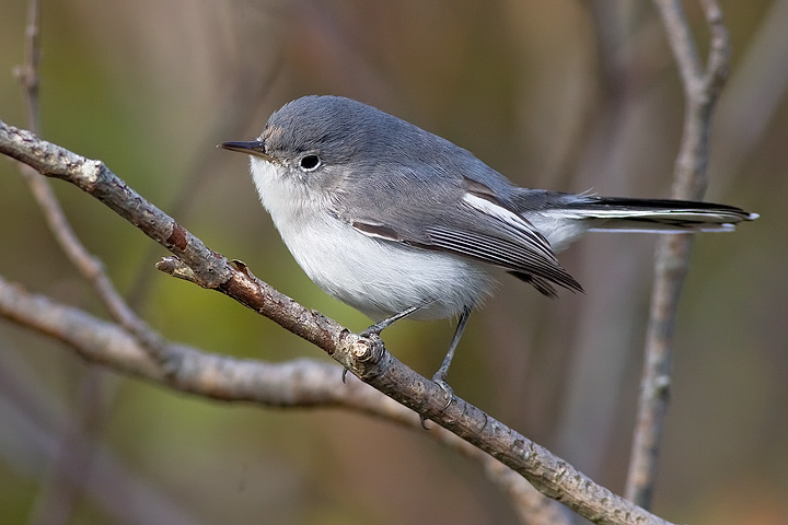 Blue-gray Gnatcatcher