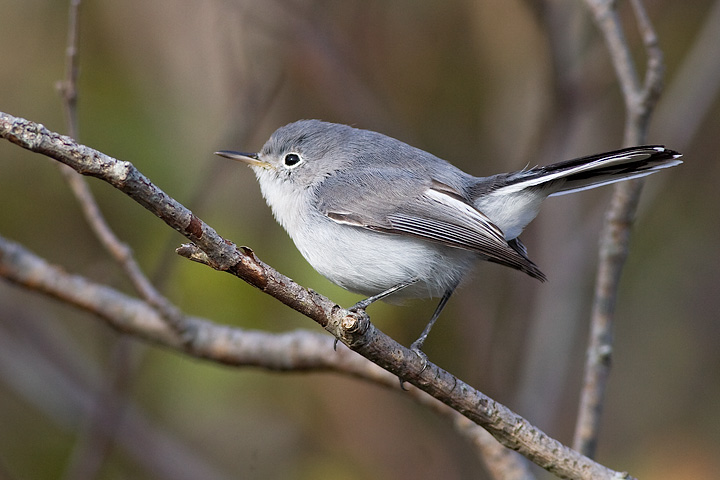 Blue-gray Gnatcatcher
