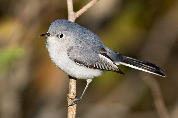 Blue-gray Gnatcatcher