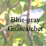 Blue-gray Gnatcatcher
