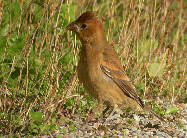 Blue Grosbeak