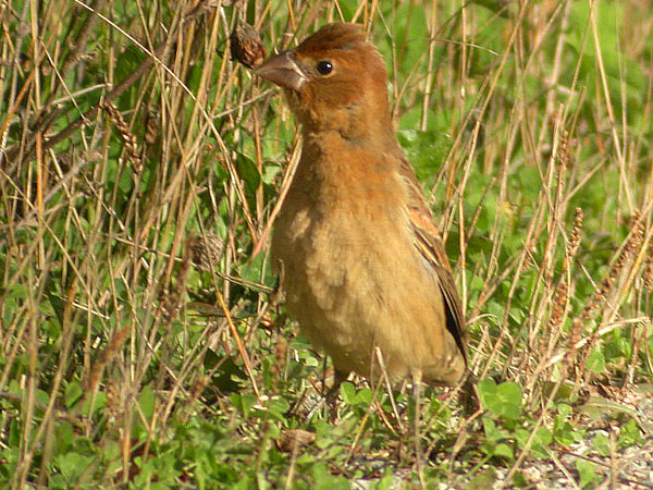 Blue Grosbeak