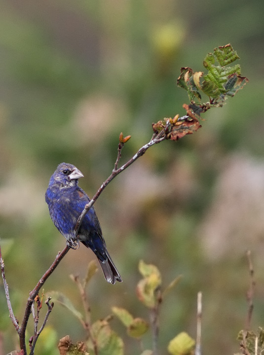 Blue Grosbeak