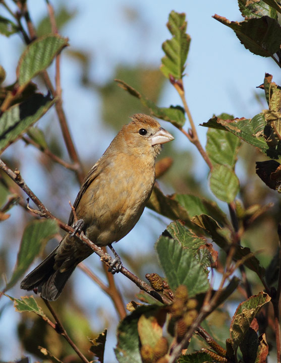 Blue Grosbeak