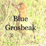 Blue Grosbeak