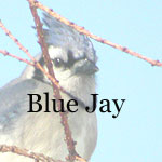 Blue Jay