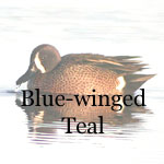 Blue-winged Teal