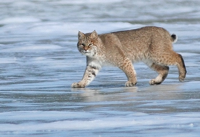 Bobcat