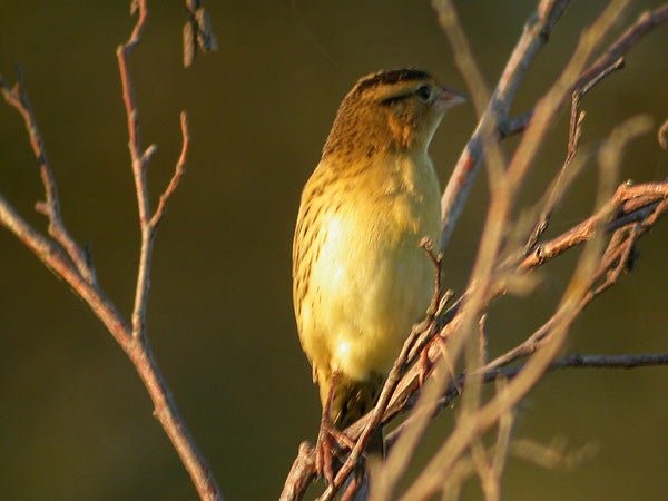 Bobolink