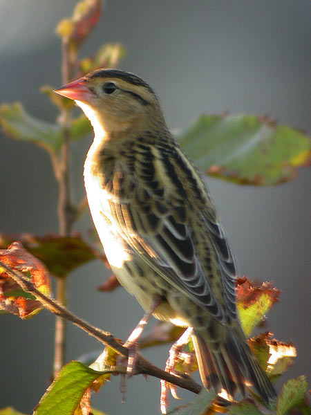 Bobolink